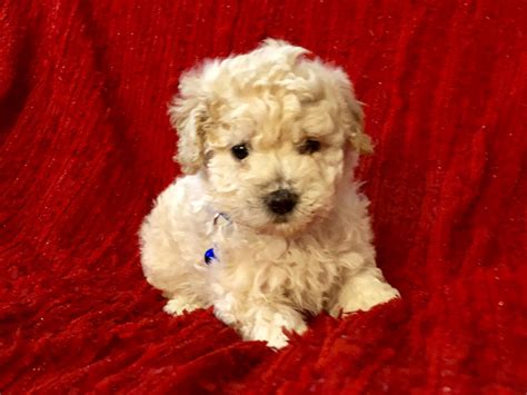 The typical price for Shih Tzu puppies for sale in Bakersfield, CA may vary based on the breeder and individual puppy. . Puppies for sale bakersfield